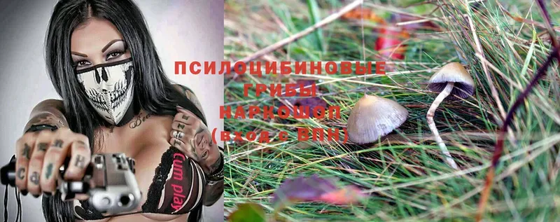 Галлюциногенные грибы MAGIC MUSHROOMS  Дальнегорск 